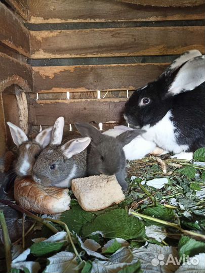 Кролики разных возрастов