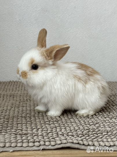 Карликовый декоративный кролик