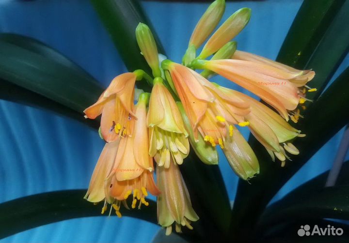 Кливия Нобилис, Гардена, оранжевая