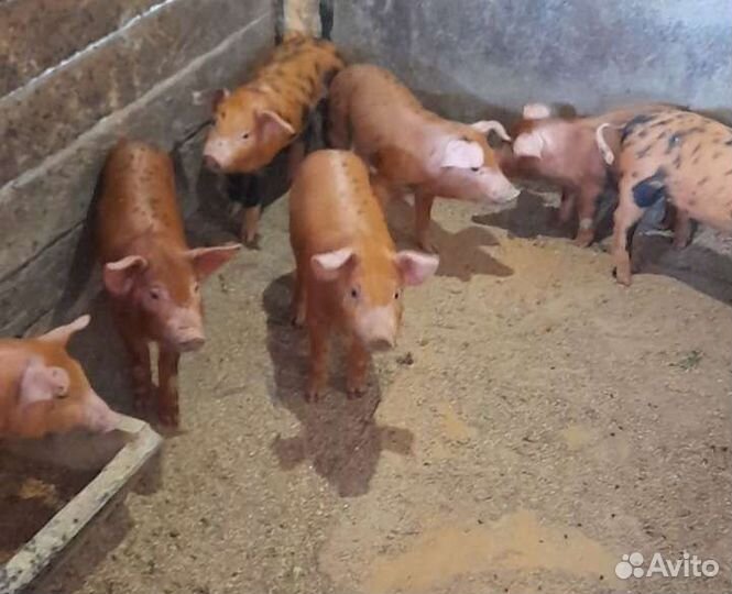 Поросята в наличии