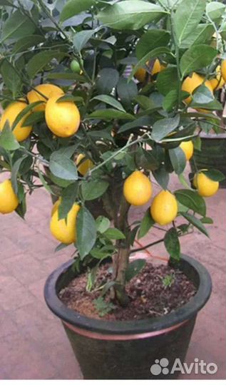 Цитрусы Лимон