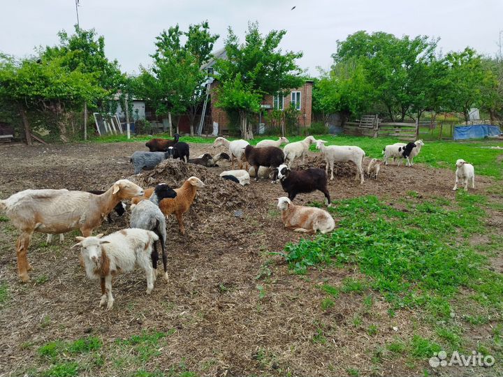 Овцы бараны ягнята оптом