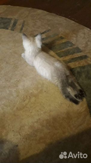 Кошка бесплатно