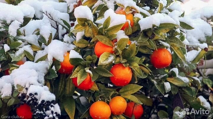 Горящие туры в Абхазию Золотое Кольцо