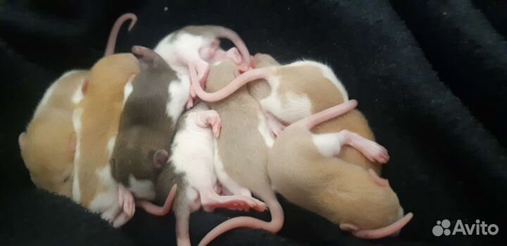 Декоративные крыски