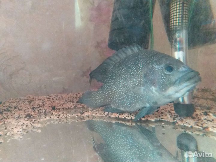 Телапия звездочный