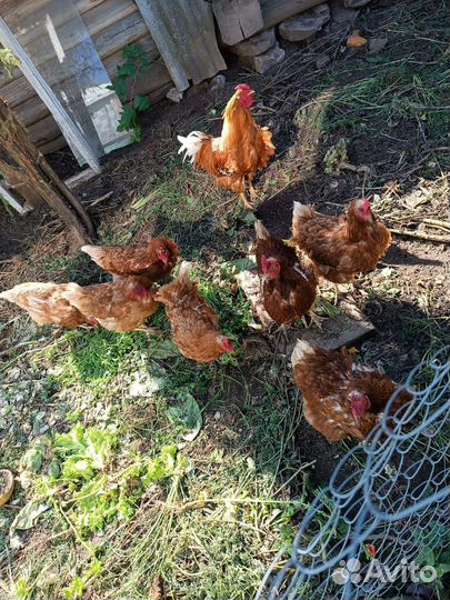 Куры несушки продам