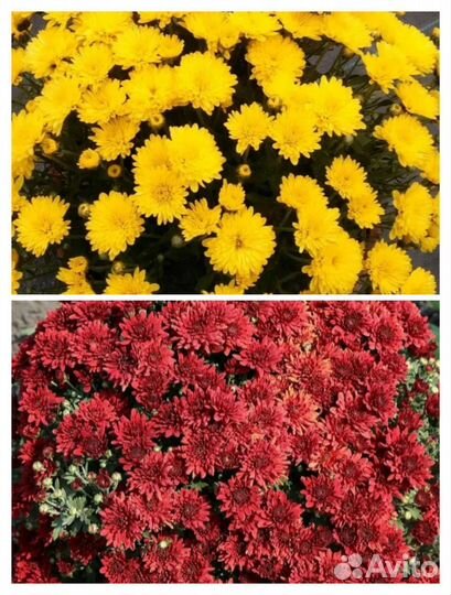 Хризантема