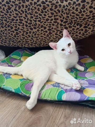 Котик инвалид Антошка