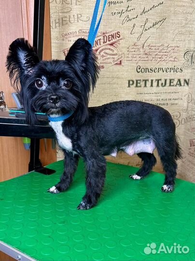 Щенки цветного йоркширского терьера