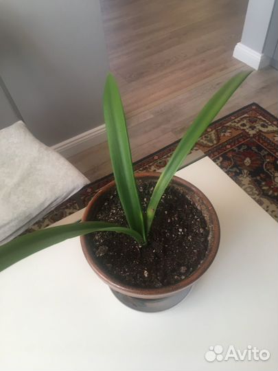 Гиппиаструм