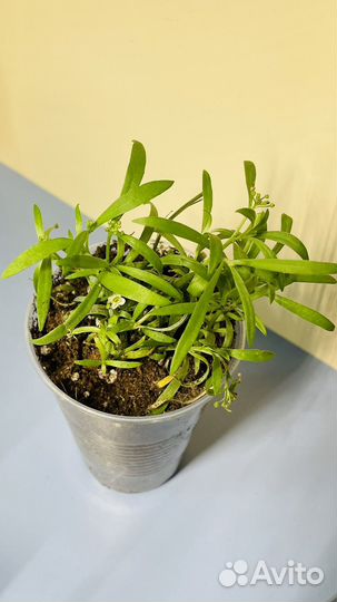 Алиссум вегетативный сноу принцесс