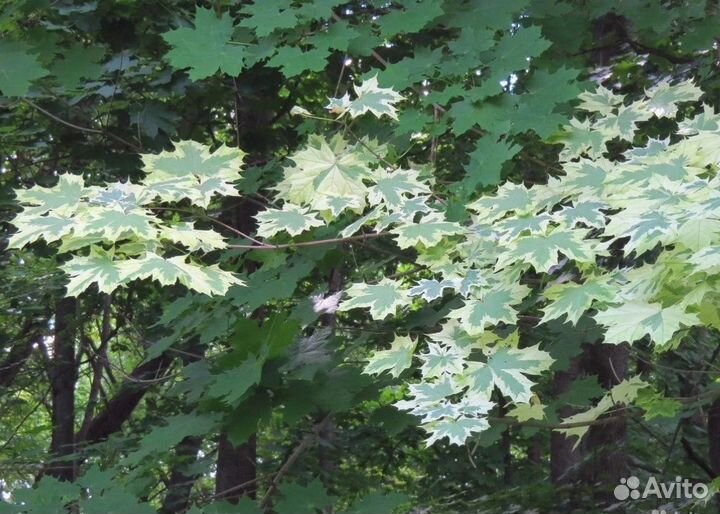 Клен остролистный