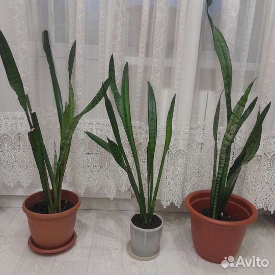Сансевиерия сортовая