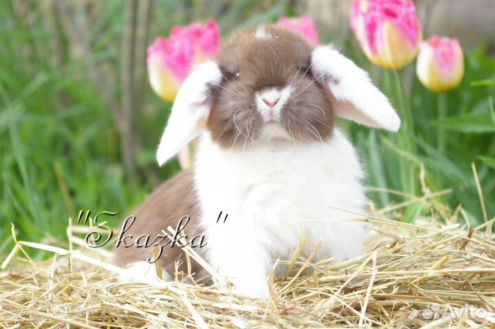 Карликовые мини кролики