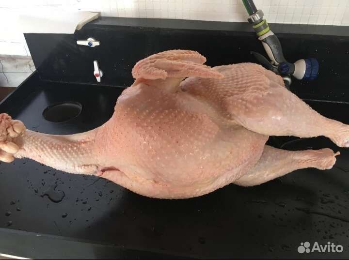 Мясо домашней индейки