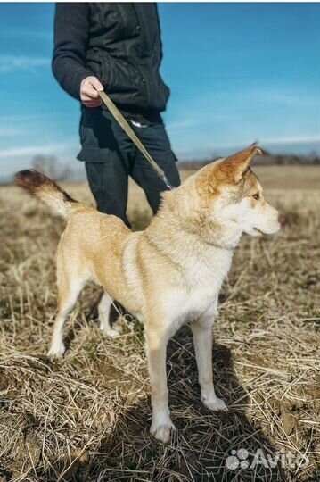 Собака в добрые руки