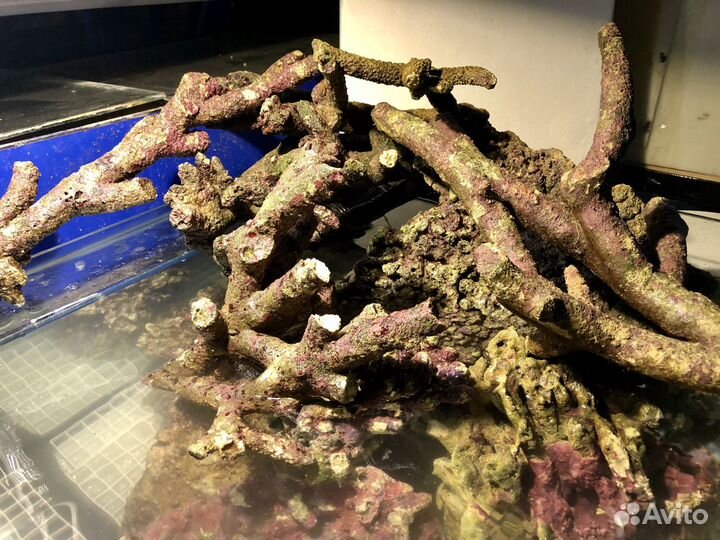 Живые камни (Live Rocks)