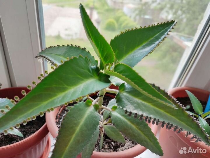 Каланхоэ лечебное