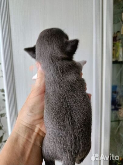 Мальчик Космос