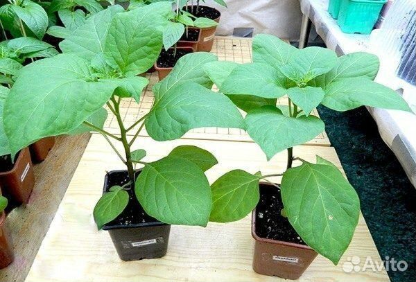 Рассада черники- форте