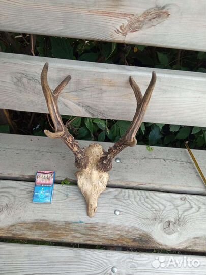 Имитация рогов косули