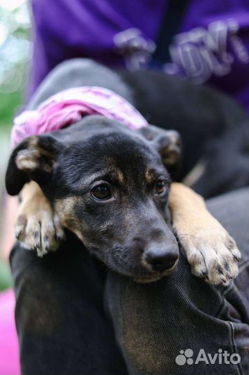 Собачка Дива