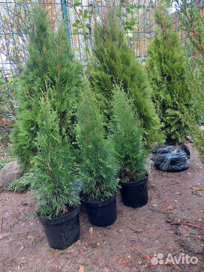 Туя смарагд