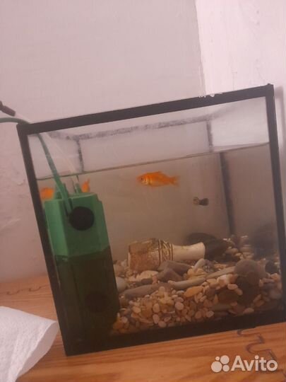 Аквариумные рыбки