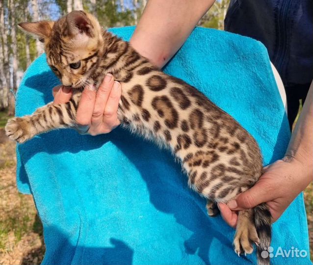 Бенгальские котята