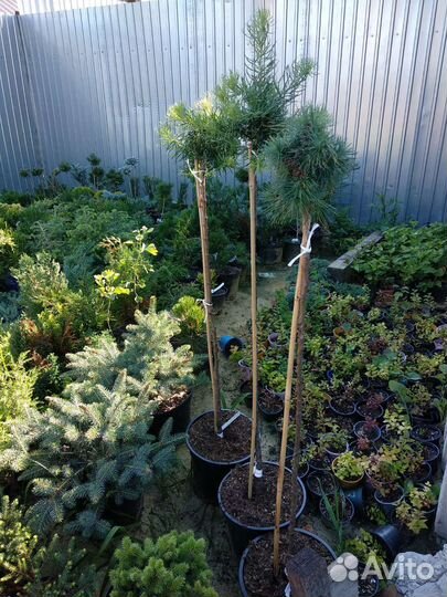 Лиственница штамб Пули, Купидон, Диана, Блю Дварф