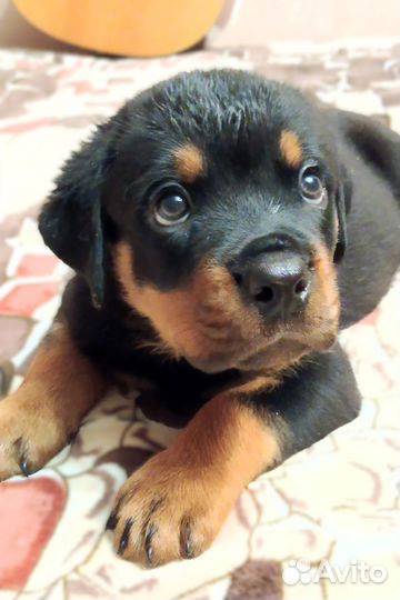Щенки ротвейлера