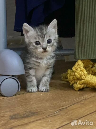 Котенок мальчик