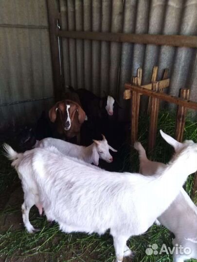 Козы козлы козлята