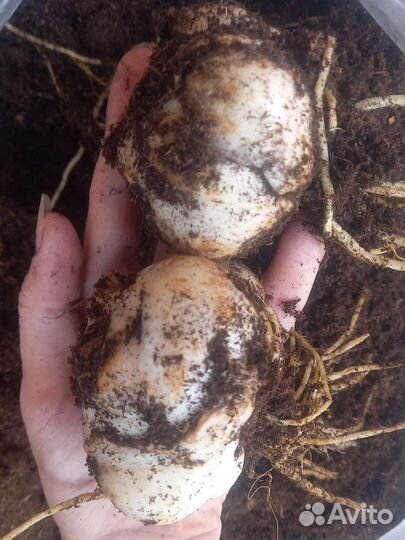 Лилии луковицы