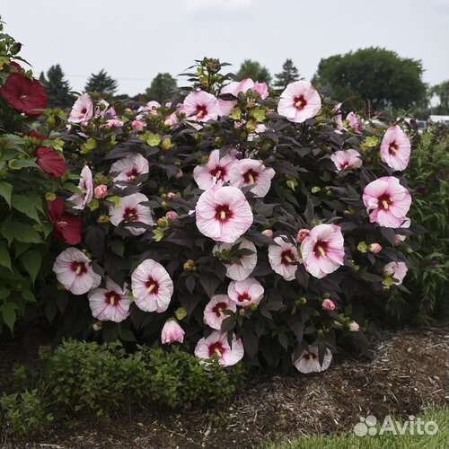 Гибискус Саммер Шторм травянистый можно почтой