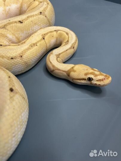 Самец банана спайдер