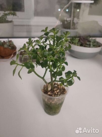 Суккуленты