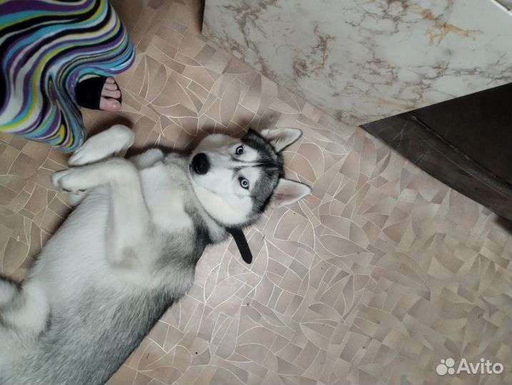 Сибирский хаски