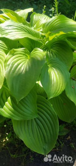 Хоста растение