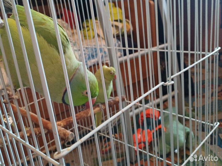 Ожереловый попугай