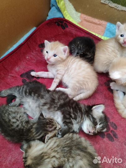 Кошка