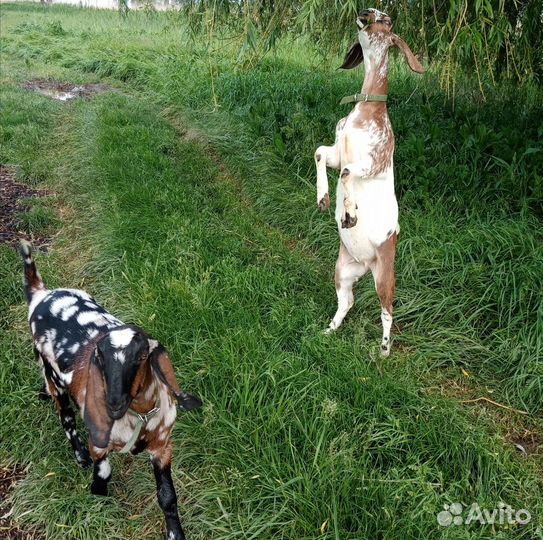 Козочки нубийские