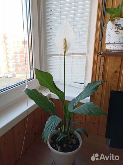 Спатифиллум