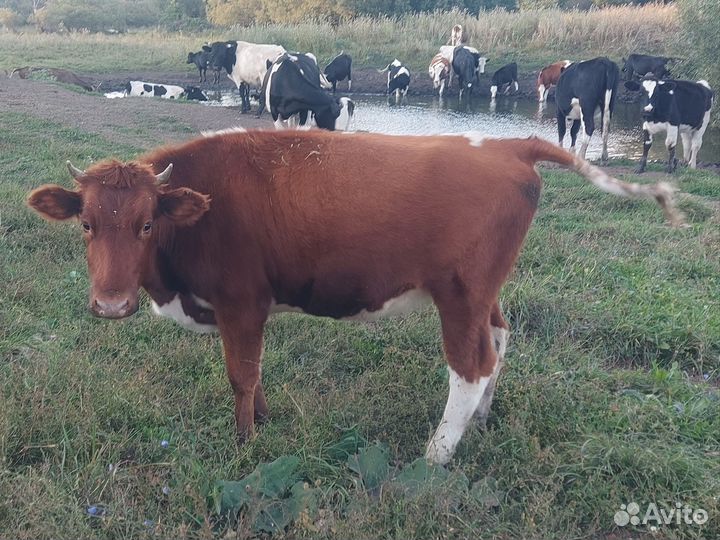 Нетель (телки)