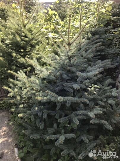 Голубые и зеленые ели