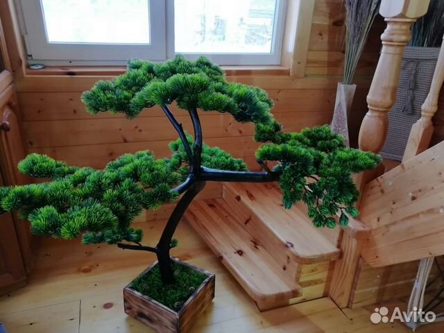 Бонсай сосна. Интерьерное дерево