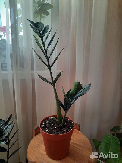 Замиокулькас super нова