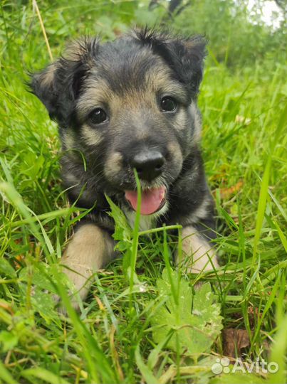 Щенок девочка в добрые руки