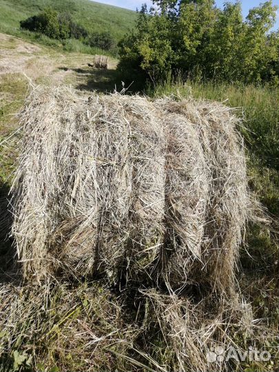 Продам сено в рулонах свежий укос